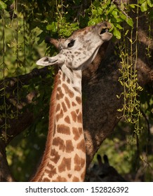 Giraffe Eating from a Sausage Tree