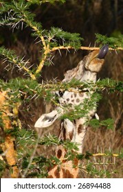 Giraffe Eating Sweet Juicy Acacia Shoots Through The Thorns