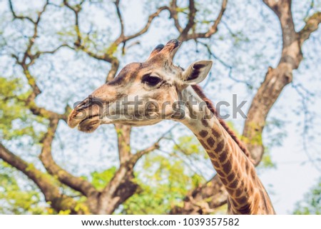 giraffe eating from a tree in a gorgeous landscape in Africa Stock photo © 