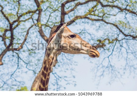 giraffe eating from a tree in a gorgeous landscape in Africa Stock photo © 