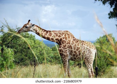 a giraffe eating tree leaves