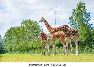 Giraffe eating tree leaves at the summer