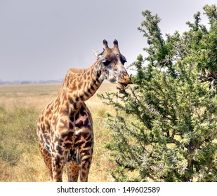 giraffe eating from a tree at a national park in Africa 