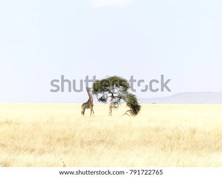 Similar – Image, Stock Photo Maasai walking in the savannah at sunset