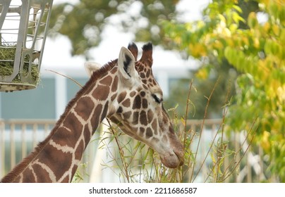 Giraffe Eating In Zoo Enclosure