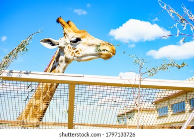 
giraffe eats branches and leaves at the zoo - Shutterstock ID 1797133726