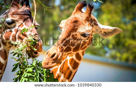 Giraffe eats leaves in zoo