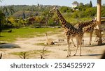 Giraffe eats tree branches. Giraffe (Giraffa camelopardalis) is African even-toed ungulate mammal, the tallest and the largest ruminant. Prague Zoo.