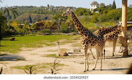 Giraffe eats tree branches. Giraffe (Giraffa camelopardalis) is African even-toed ungulate mammal, the tallest and the largest ruminant. Prague Zoo.