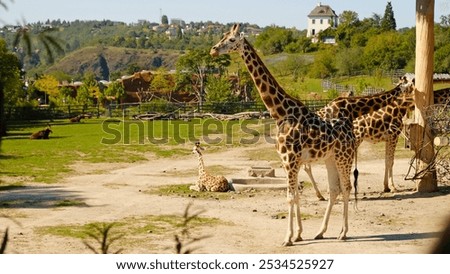 Giraffe eats tree branches. Giraffe (Giraffa camelopardalis) is African even-toed ungulate mammal, the tallest and the largest ruminant. Prague Zoo.