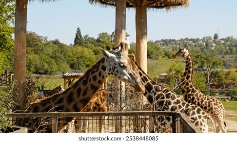 Giraffe eats tree branches. Portrait of giraffe's face looking at the camera, front view. Giraffe (Giraffa camelopardalis) is African even-toed ungulate mammal, the tallest and the largest ruminant.