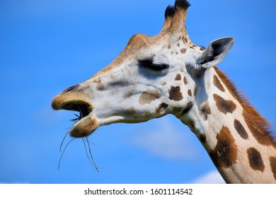 128 Giraffe Full Mouth Images, Stock Photos & Vectors | Shutterstock