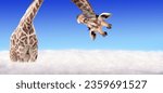 Giraffe face head hanging upside down. Curious gute giraffe peeks from above clouds. Fantastic scene with huge giraffe coming out of the cloud 