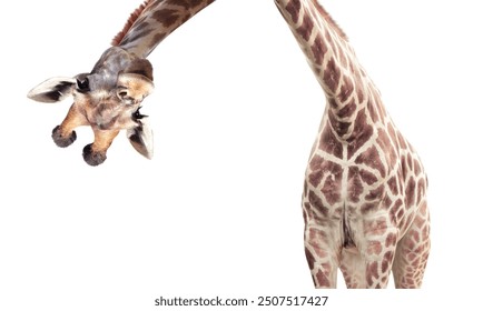 Giraffe face head hanging upside down. Curious giraffe peeks from above. Cute giraffe looks interested. Animal stares interestedly. Isolated on white background