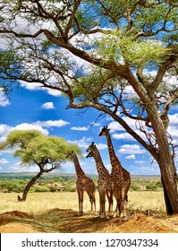 Giraffe Familly, Under Trees