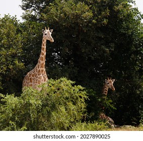 Giraffe Family In Koure Giraffe Reserve, Niger