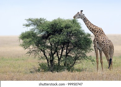 Giraffe feeding from tree.