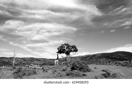 A Giraffe Feeds On A Single Tree In This Black And White Landscape Photo. 