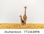 Giraffe female and newborn standing close, touching. Mother looking straight ahead. Calf looking away across the African savannah landscape. Mother, baby. Copy space. Maasai Mara, Kenya.