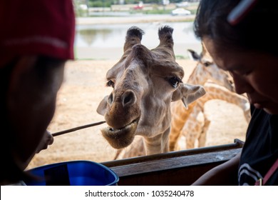 Giraffe with friendly acting to camera