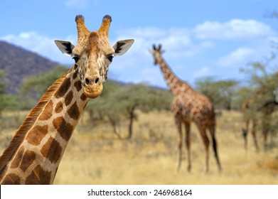 Giraffe in front Amboseli national park Kenya