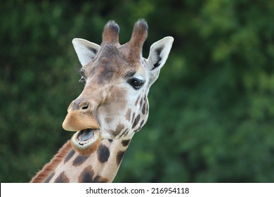 Giraffe With Funny Expression