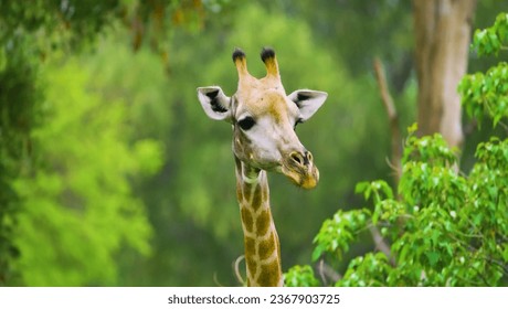 The giraffe is a genus of African artiodactyl mammals. It is the undisputed tallest land animal and the largest ruminant ever.