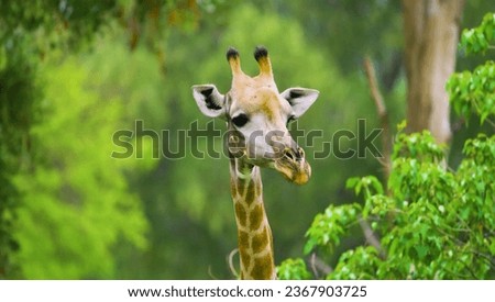 The giraffe is a genus of African artiodactyl mammals. It is the undisputed tallest land animal and the largest ruminant ever.