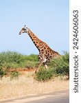 Giraffe (Giraffa camelopardalis) is an African even-toed ungulate mammal, the tallest of all extant land-living animal species, and the largest ruminant.