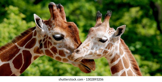 The giraffe (Giraffa camelopardalis) is an African even-toed ungulate mammal, the tallest of all extant land-living animal species, and the largest ruminant. - Shutterstock ID 1302893206