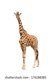 Giraffe (Giraffa camelopardalis), isolated on white background 