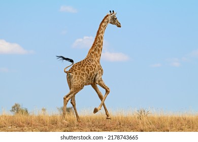 A giraffe (Giraffa camelopardalis) running on the African plains, South Africa

