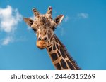 The giraffe (Giraffa camelopardalis) is the tallest land mammal on Earth, with a neck that can reach up to 6 meters (20 feet) in length. This image features a solitary giraffe feeding in its natural h