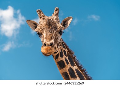 The giraffe (Giraffa camelopardalis) is the tallest land mammal on Earth, with a neck that can reach up to 6 meters (20 feet) in length. This image features a solitary giraffe feeding in its natural h