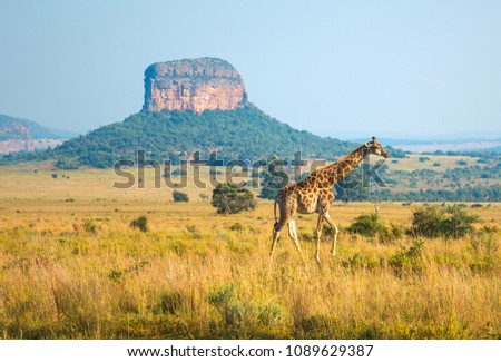Giraffe (Giraffa Camelopardalis) walking through the African Savannah with a butte geological formation in the background inside the Entabeni Safari Reserve, Limpopo Province, South Africa.