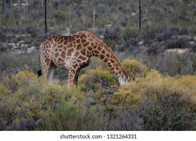 Giraffe Grazing Grass: Head Down, Front Legs Apart