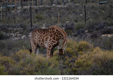 Giraffe Grazing Grass: Head Down, Front Legs Apart