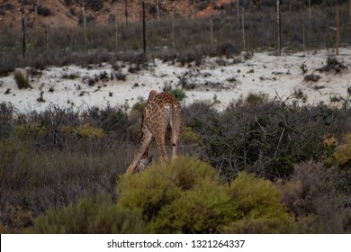 Giraffe Grazing Grass: Head Down, Front Legs Apart