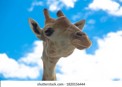 Giraffe Head Against A Background Of Blue Sky With White Clouds