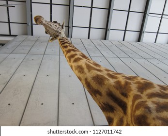 Giraffe head from below