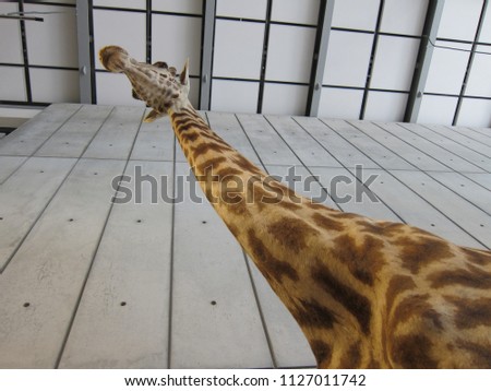 Giraffe head from below