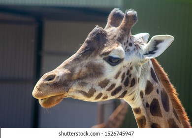 giraffe ossicones