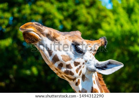 Giraffe head close-up. Deatiled view of african wildlife.