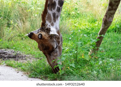 Giraffe Head Down To The Ground Tearing Grass