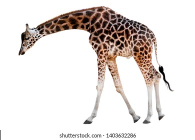 giraffe with head down isolated on white background