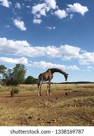 Giraffe With Its Head Down In Its Natural Habitat 