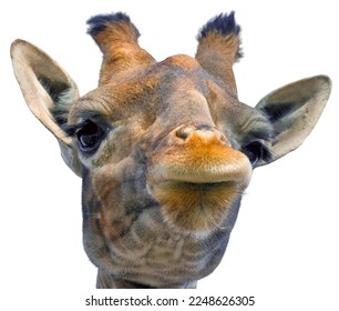 Giraffe head face isolated on white background - Shutterstock ID 2248626305