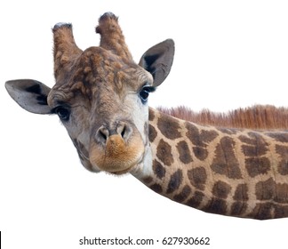 Giraffe head face isolated on white background