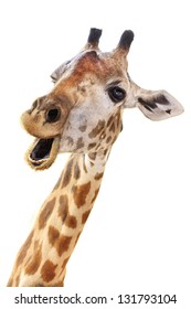 Giraffe head face look funny isolated on white background
