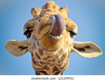 Giraffe Head With Funny Tongue